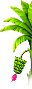 Banana Tree Png