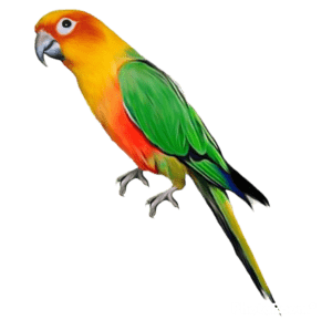 parrot png download