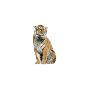 Tiger png download 