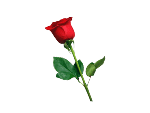 Rose png