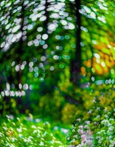 Photoroom Ai Photo Editor