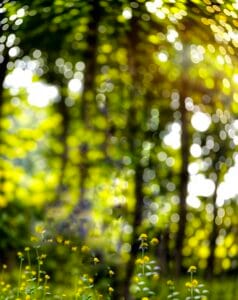 Dslr Bokeh Effect Photo Editing
